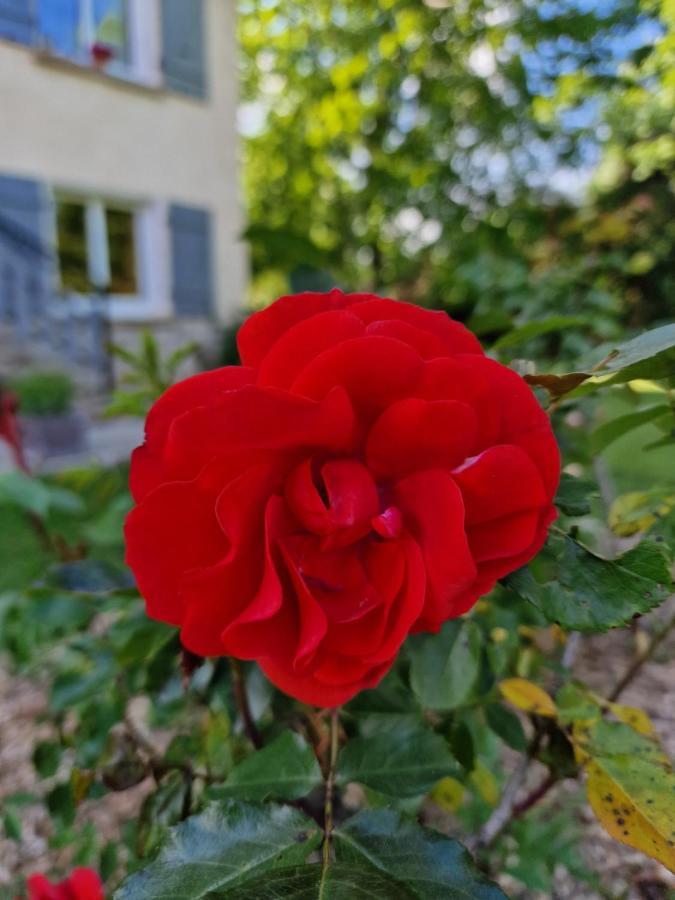 Gite L'Enclos O Rendez-Vous Roquefeuil-Pays De Sault- Avec Jardin Buitenkant foto